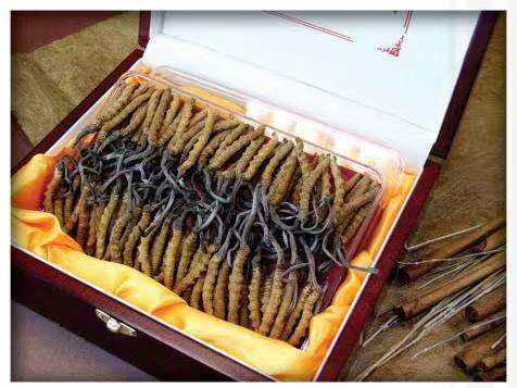 宣城冬虫夏草回收